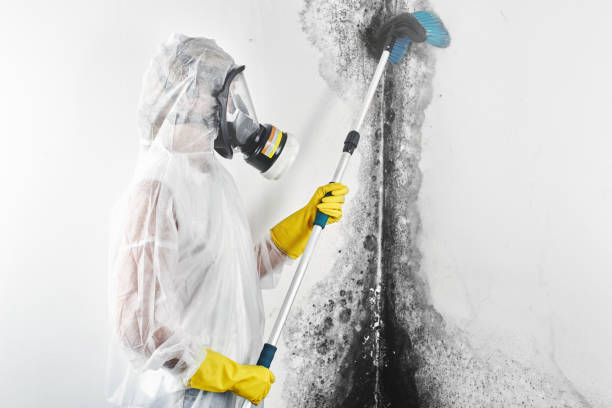 Best Real Estate Mold Inspection  in Bonita, CA