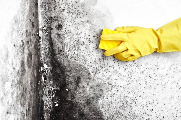 Best Attic Mold Removal  in Bonita, CA