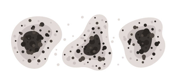 Best Comprehensive Air Testing for Mold Contaminants  in Bonita, CA