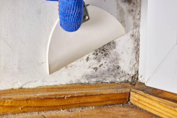 Best Crawl Space Mold Remediation  in Bonita, CA