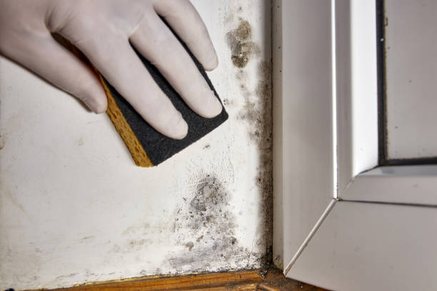 Best HVAC Mold Inspection and Cleaning  in Bonita, CA