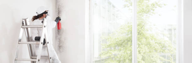 Best Mold Remediation for Healthcare Facilities  in Bonita, CA